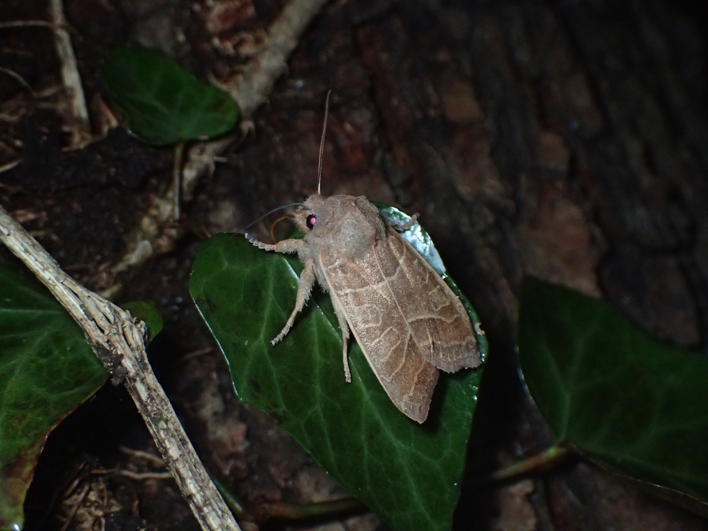 ウスミミモンキリガ