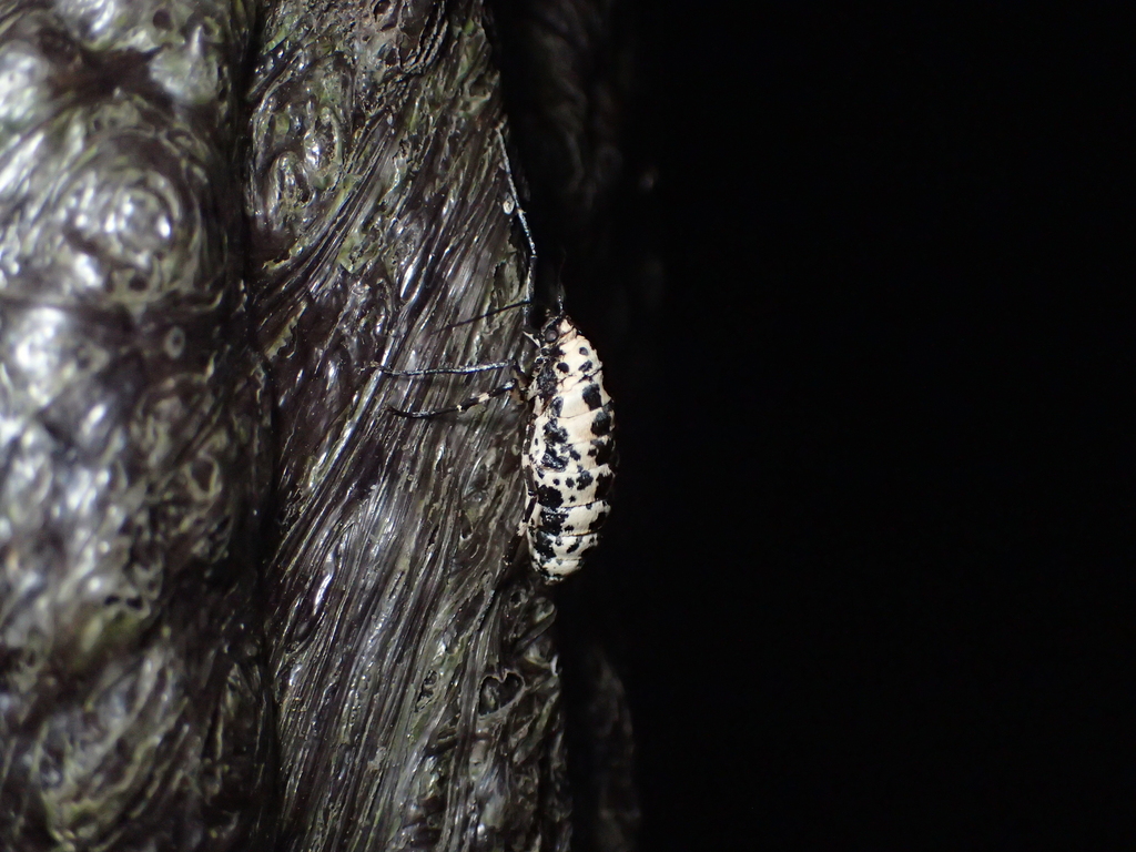 チャバネフユエダシャク♀