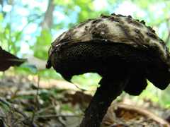 Strobilomyces confusus