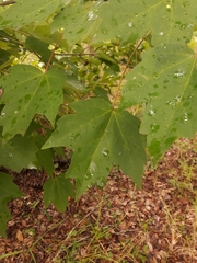 Acer rubrum image