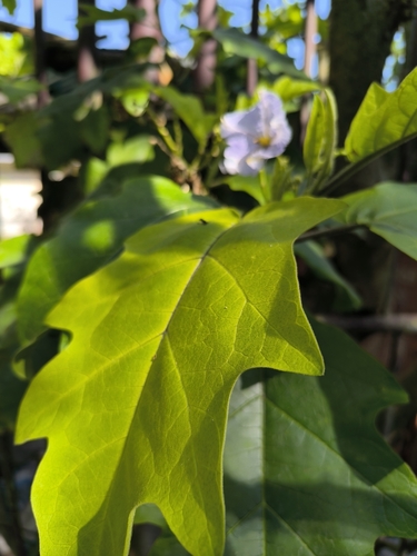 Falsa-jurubeba