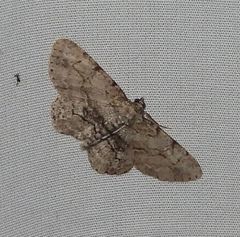 Iridopsis larvaria