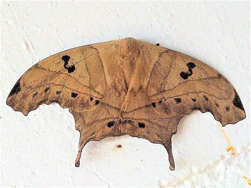 Titaea lemoulti