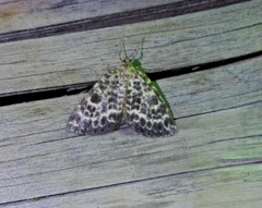 Arichanna melanaria