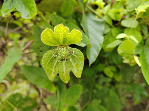 Foto de Vira-vira
