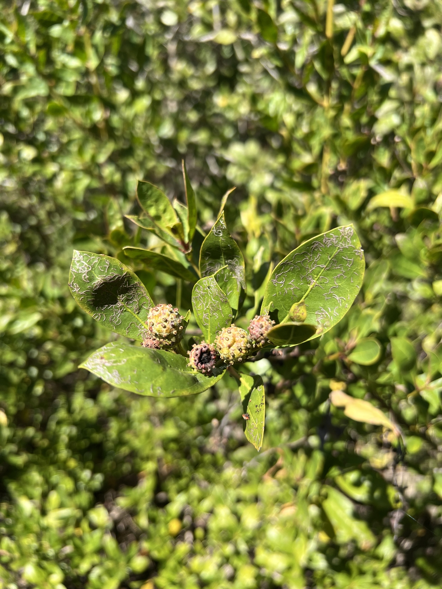 Imagem de Mangue-de-botão