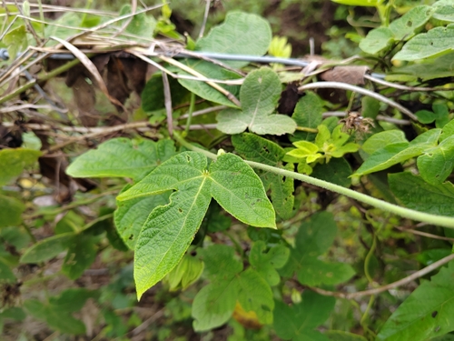 Foto de Vira-vira