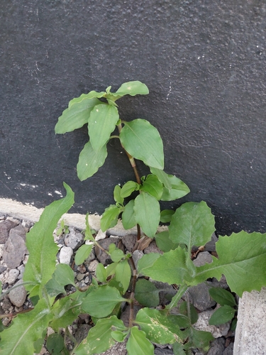 Trapoeraba