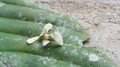 Hymenopus coronatus