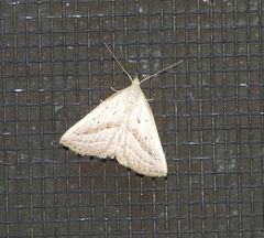 Macrochilo hypocritalis