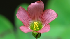 Oxalis tetraphylla