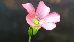 Oxalis tetraphylla