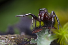 Tutelina similis