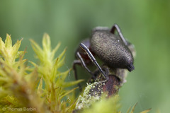 Tutelina similis