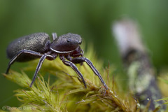Tutelina similis
