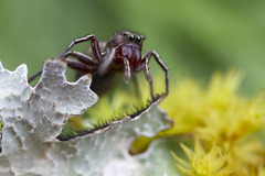 Tutelina similis