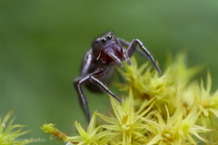 Tutelina similis