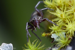 Tutelina similis