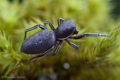 Tutelina similis