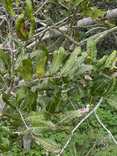 Cupaniopsis anacardioides