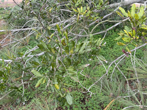 Cupaniopsis anacardioides
