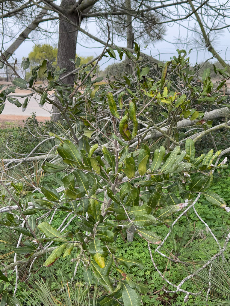 Cupaniopsis anacardioides, Cabrillo Memorial Dr, San Diego, CA, US
