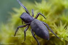 Tutelina similis