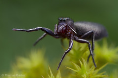 Tutelina similis