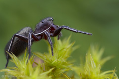 Tutelina similis