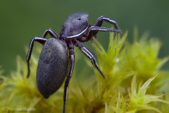 Tutelina similis