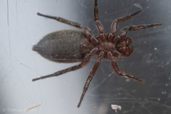 Tutelina similis