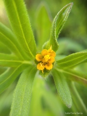 Melampodium sericeum