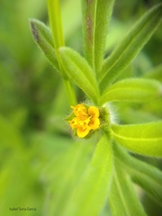 Melampodium sericeum