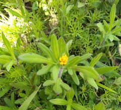 Melampodium sericeum