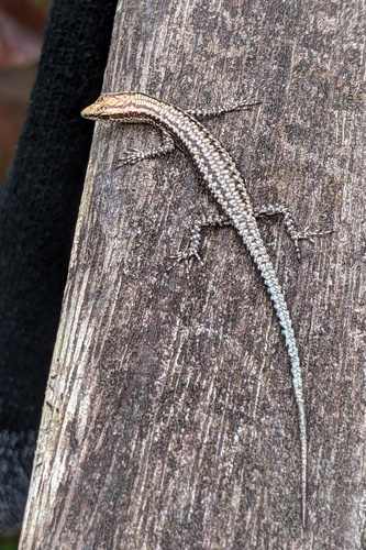Cryptoblepharus novaeguineae observed 2024-07-19