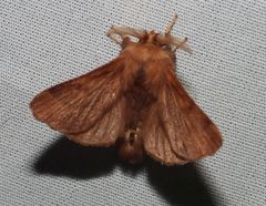 Malacosoma disstria