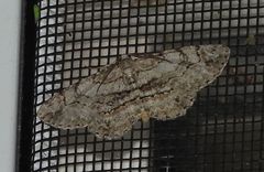 Iridopsis larvaria
