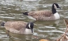 Branta canadensis