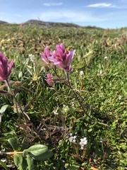 Castilleja raupii