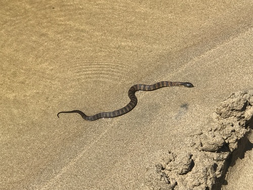 Tiger Snake sighting