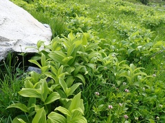 Veratrum viride