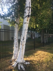 Betula neoalaskana