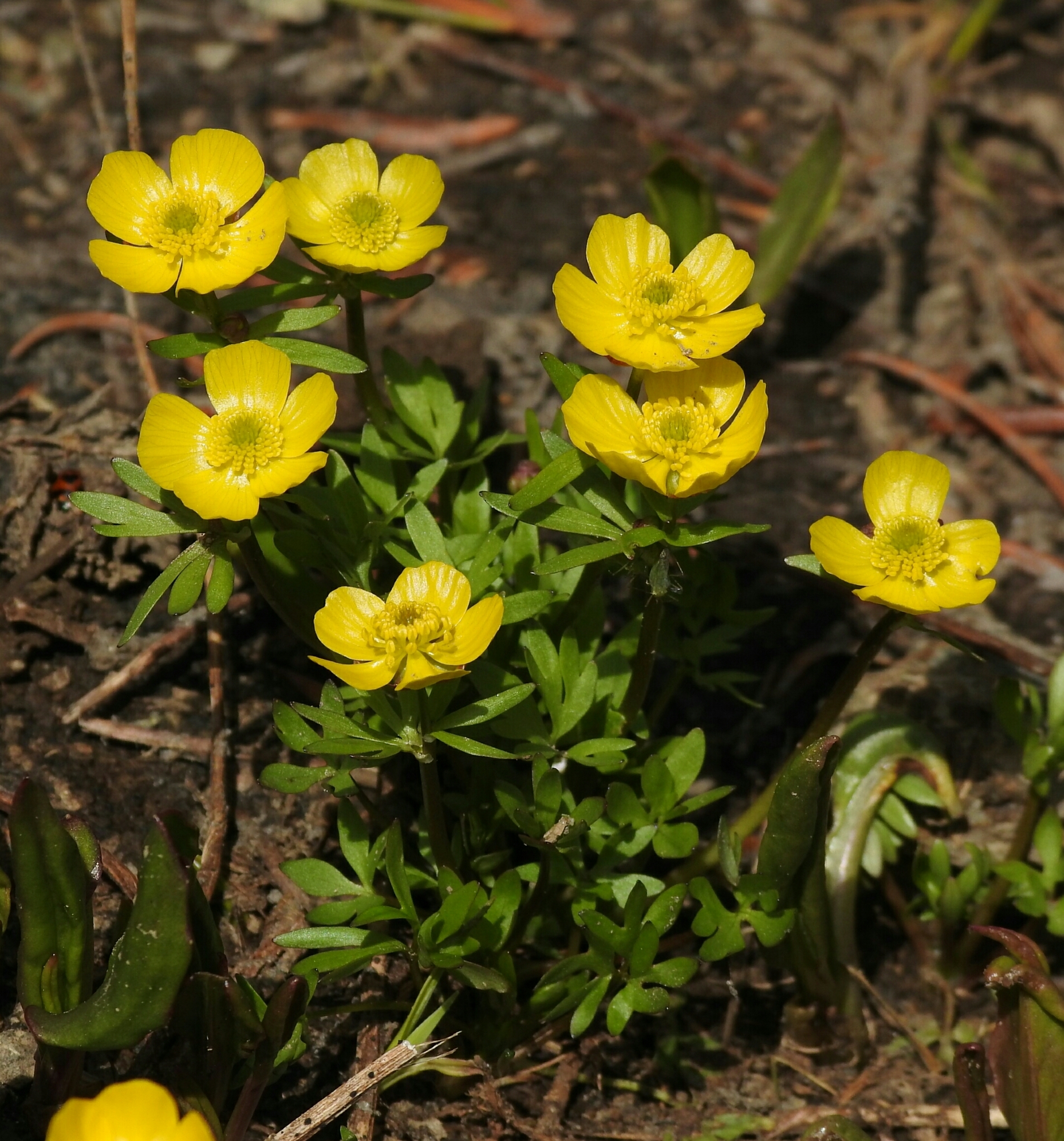 Ranunculus eschscholtzii var. trisectus