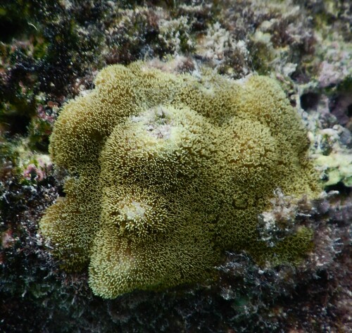 Mustard Hill Coral, photo 6 of 10