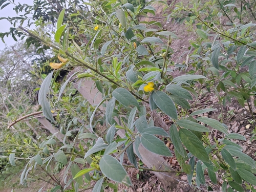 Foto de Guandu