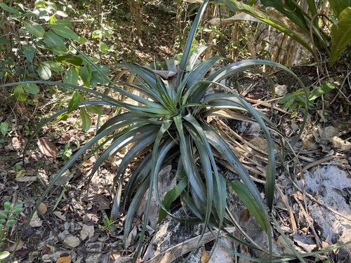 Foto de Bromélia