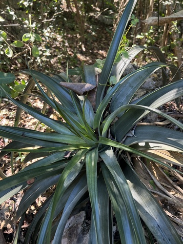 Foto de Bromélia