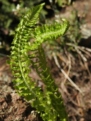 Polystichum scopulinum