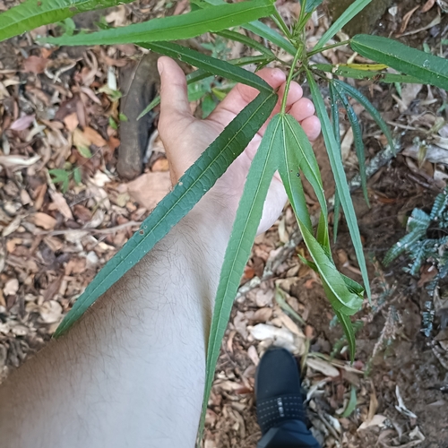 Vinagreira