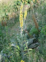Verbascum longifolium